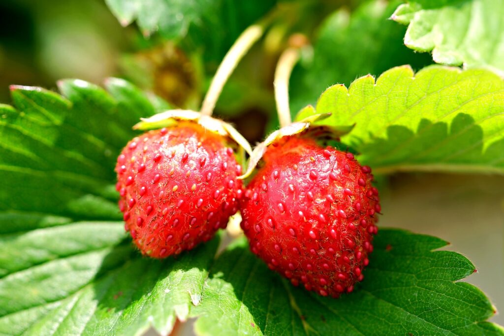 strawberries, fruits, plant-7702652.jpg